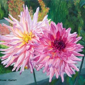 two pink and white dahlias