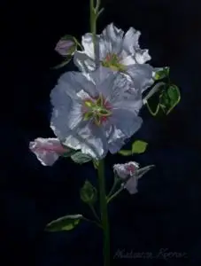 shadowed while hollyhock with dark backgroundiwth