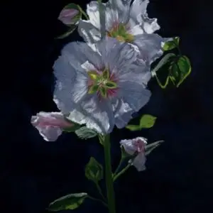 shadowed while hollyhock with dark backgroundiwth