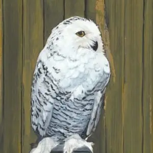 white and gray snowy owl perched on pillar