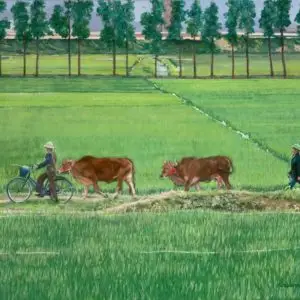 farmers with bicycles leading cows in rice field