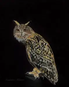 Eurasian Eagle owl staring forward