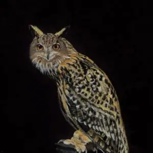 Eurasian Eagle owl staring forward