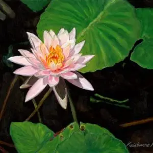 pink water lily in tea-colored water