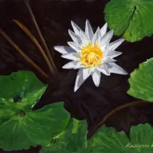 white water lily in tea-colored water