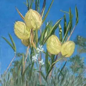 milkweed flower with spiky yellow sacks