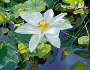 white water lily with yellow center in pond with dark blue water and a variety of green leaves