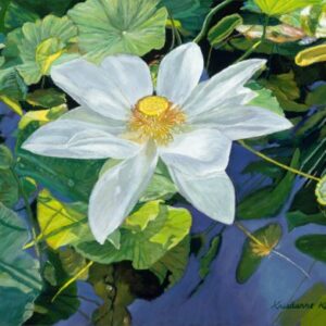 white water lily with yellow center in pond with dark blue water and a variety of green leaves